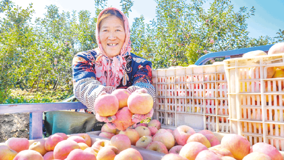 日照：蘋果豐收 樂享碩果